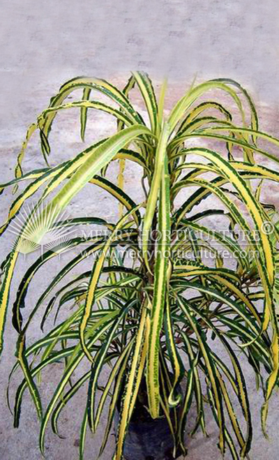 Codiaeum variegated 'fine leave'